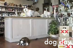 Dog Day Afternoon at Bruce's Liquor Store, An interview with Bruce Green about his liquor store and his dog in Norman, Oklahoma.