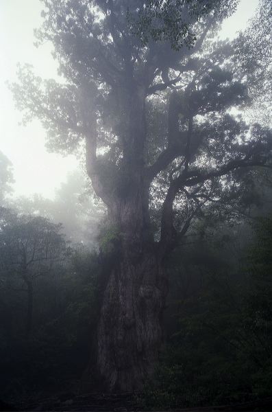 jomonsugi9.26-08a.jpg