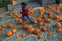 lesgc_pumpkin-43