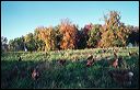 tello2004_08_1a