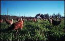 tello2004_09_26